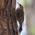 Cormobates leucophaea (White-throated Treecreeper).jpg